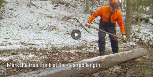 Image of stihl aborist