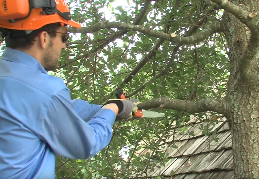 How To Prune Trees & Plants: Using STIHL